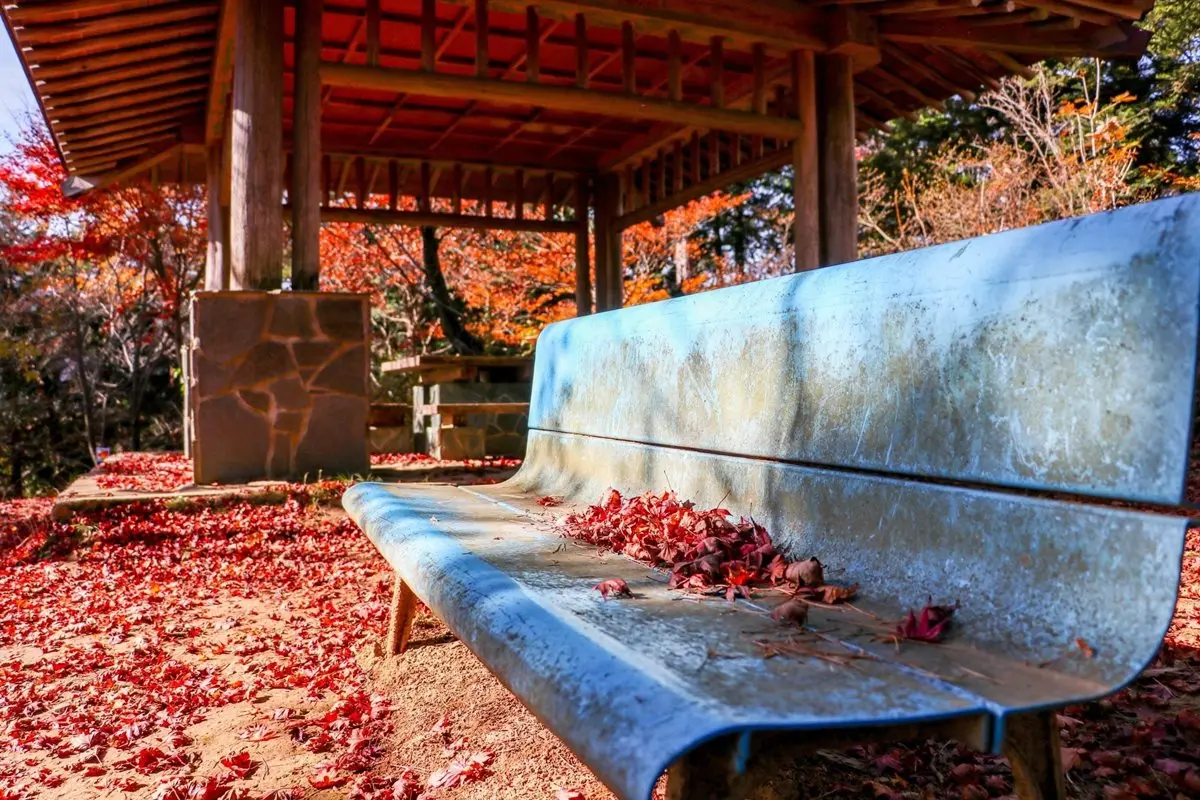 東京人都到這裡補充正能量！神社配楓紅太美了