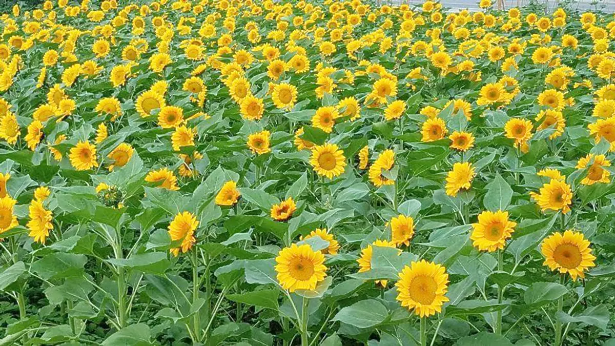 全台最大花園迷宮!勇闖向日葵花海 全台最大花園迷宮!勇闖向日葵花海