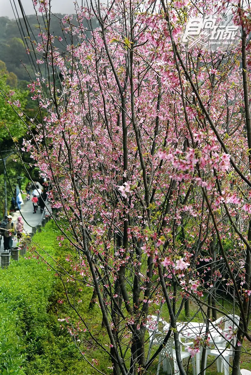 6大賞櫻熱景點都在這！陽明山花季起跑！
