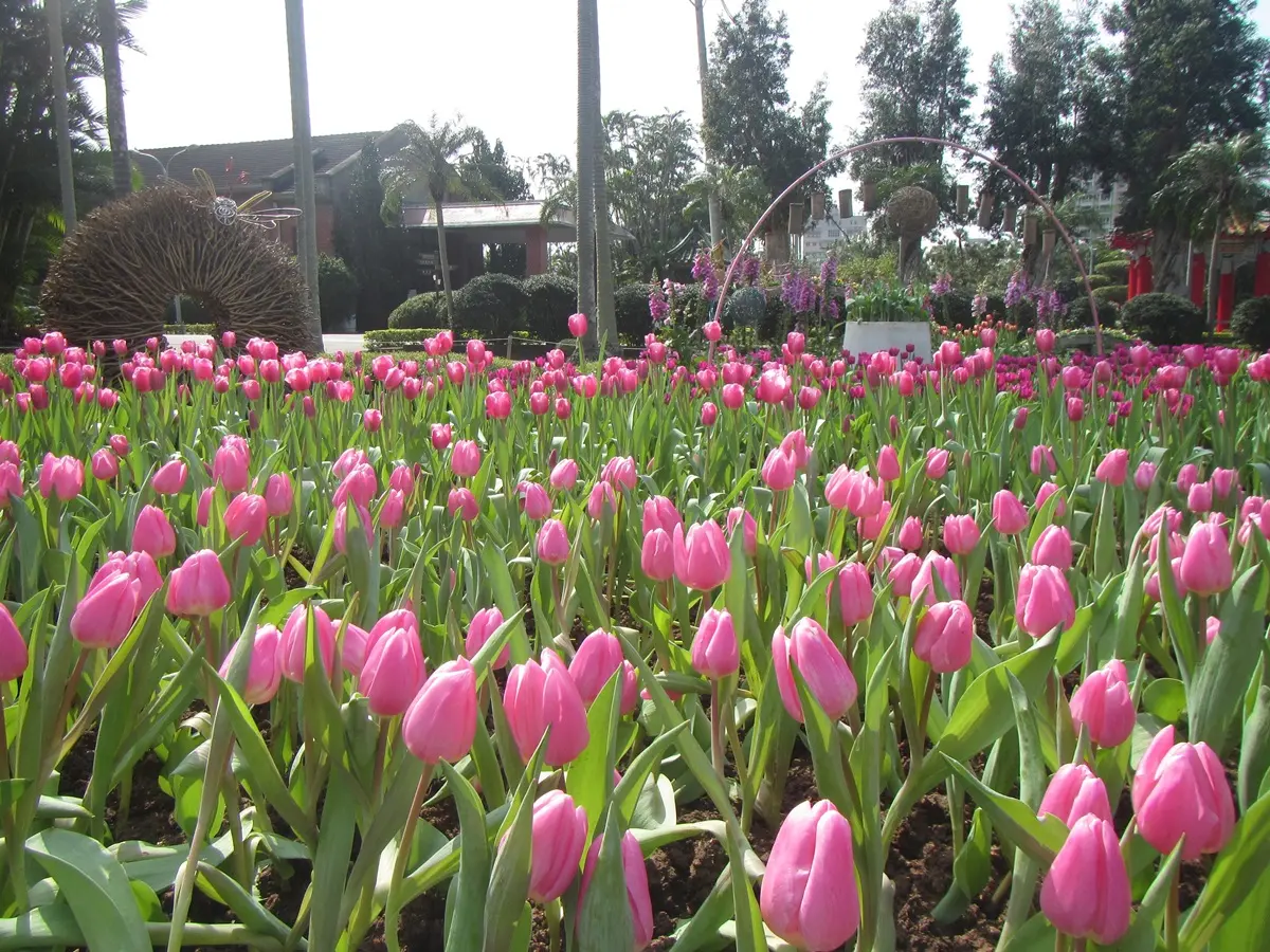 一秒飛荷蘭！士林官邸鬱金香展，百花綻放！