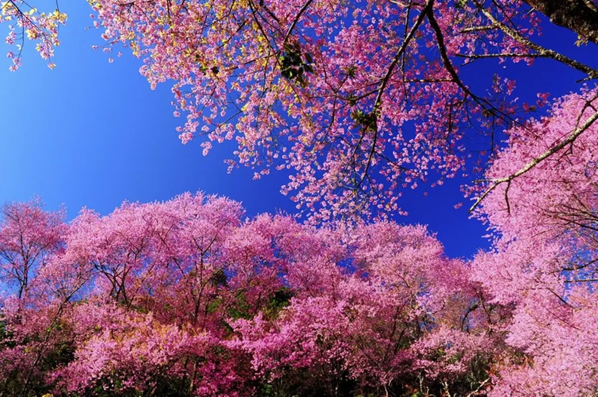 韓國賞櫻秘境！10大景點開花預測
