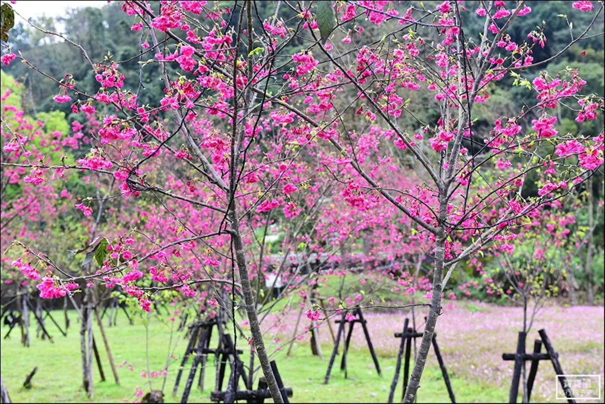 228賞花去 宜蘭賞櫻看花海一日遊攻略 228賞花去 宜蘭賞櫻看花海一日遊攻略