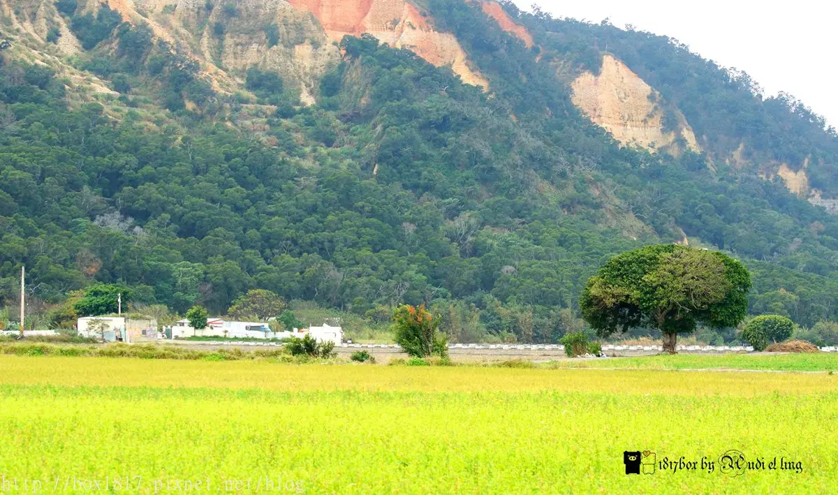 「金城武樹」又一棵?網紅最愛:黃金稻浪加強版 「金城武樹」又一棵?網紅最愛:黃金稻浪加強版