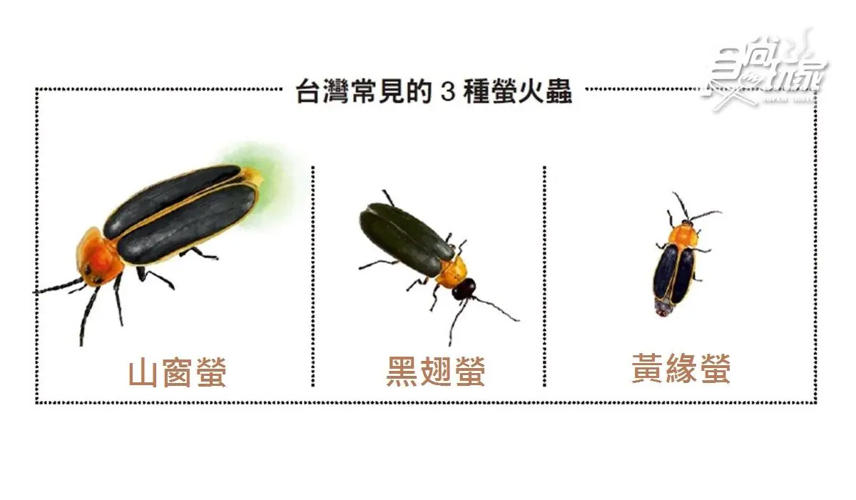 全台6大賞螢祕境→第3個點好像「螢火蟲瀑布」
