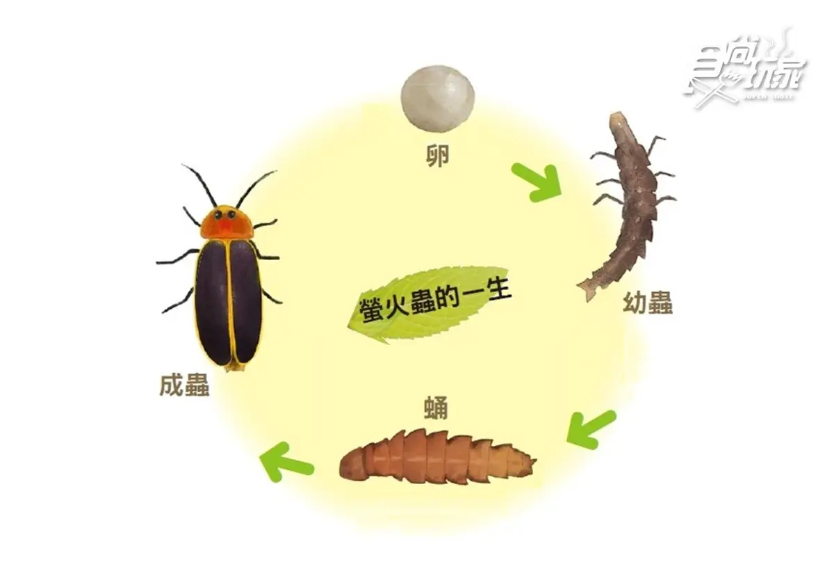 全台6大賞螢祕境→第3個點好像「螢火蟲瀑布」