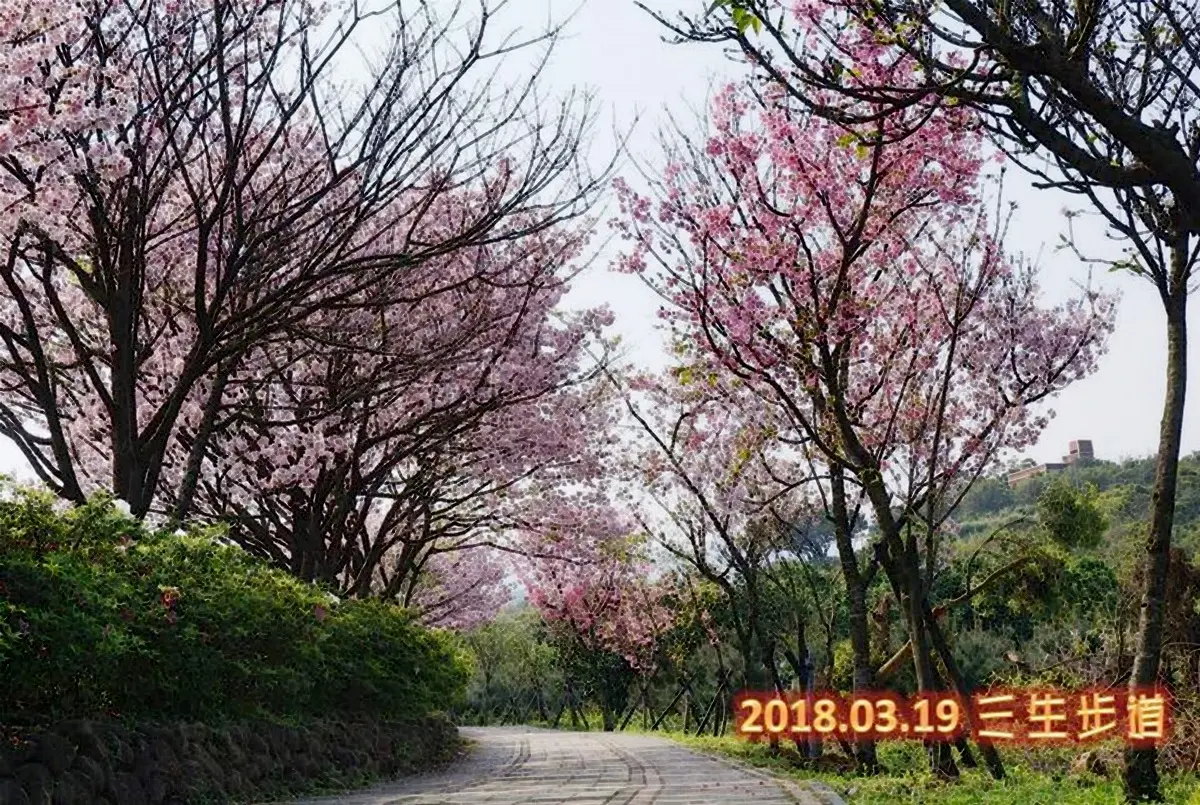 粉嫩櫻花步道!「三芝櫻花季」萬株同時綻放 粉嫩櫻花步道!「三芝櫻花季」萬株同時綻放