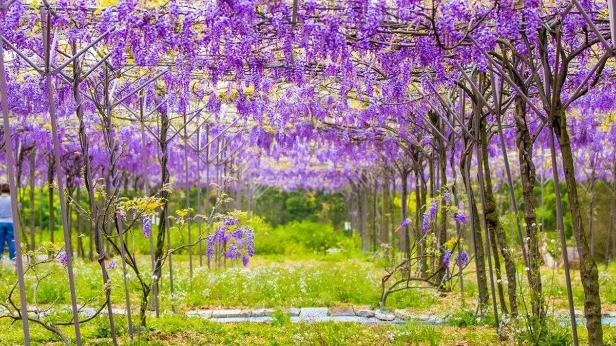 【春假怎麼玩】周末哪兒去!6個踏青賞花祕境大公開 【春假怎麼玩】周末哪兒去!6個踏青賞花祕境大公開