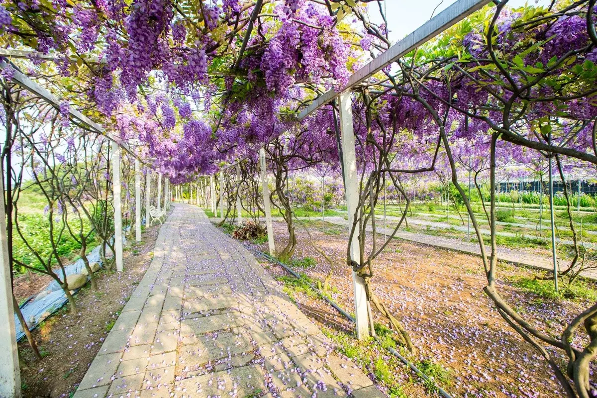 浪漫賞花祕境！「紫藤花隧道」下周連假最美！
