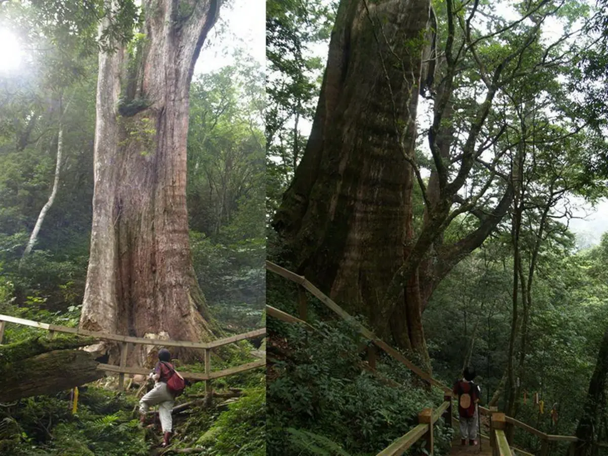 全台6個賞螢露營地！螢光菇、發光飛鼠、神木群一次看個夠