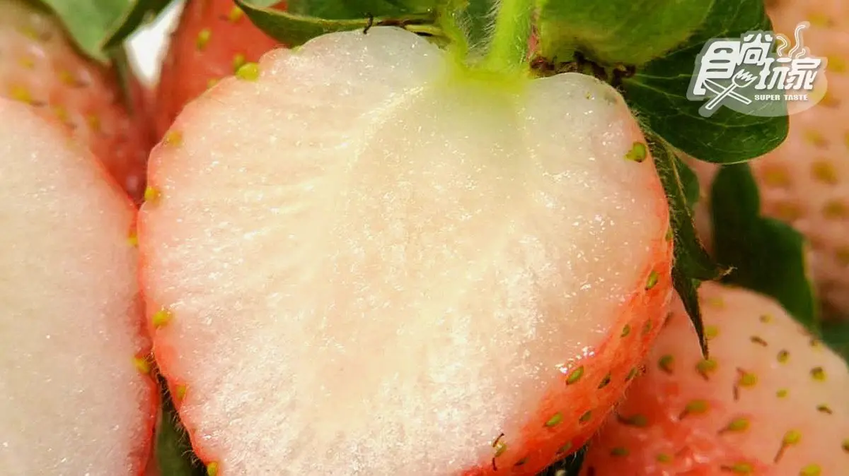 宜蘭可以採日本白草莓 快來採好採滿! 宜蘭可以採日本白草莓 快來採好採滿!