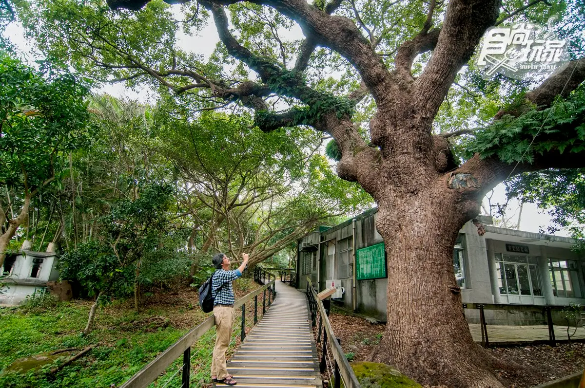 台北最神祕古老綠空間！登百二崁探300年巨樹＋3家必吃道地異國料理
