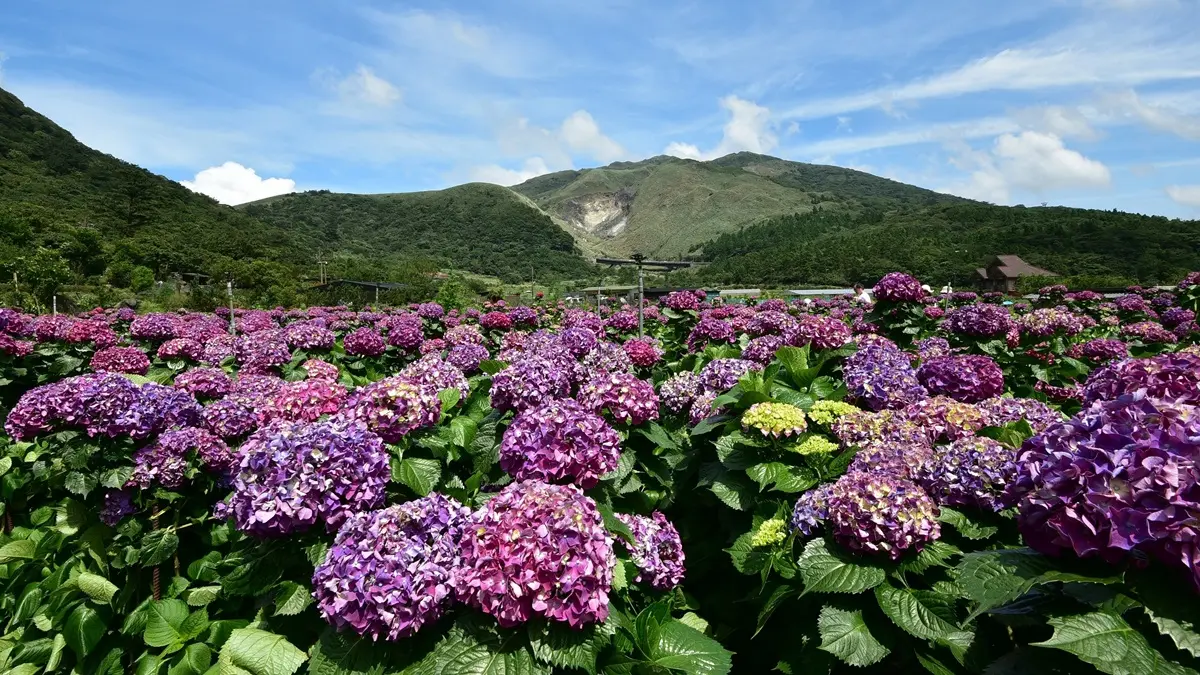 網美集合打卡!初夏「全台10大追花攻略」繡球花、向日葵、百合花海 網美集合打卡!初夏「全台10大追花攻略」繡球花、向日葵、百合花海