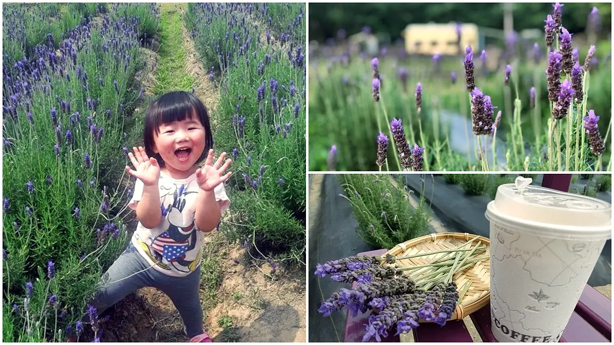 全台最大！2萬株「薰衣草花田」免費入園