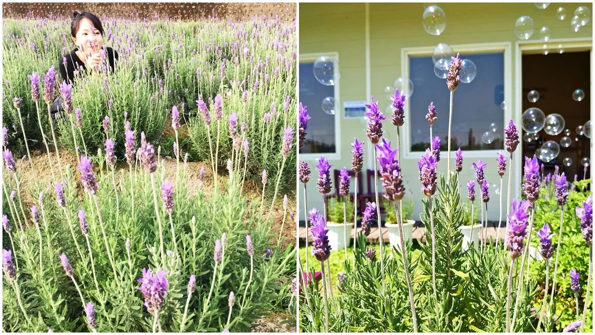 全台最大！2萬株「薰衣草花田」免費入園