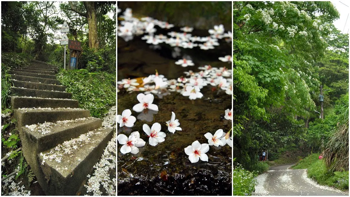 大溪古道賞桐一日遊！湖中土地公廟、金牌包二奶、黑豆干始祖