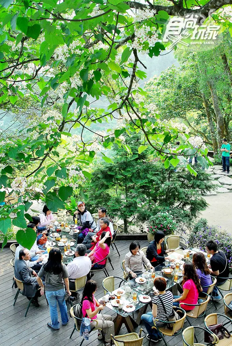 打鹿坑賞桐2日遊！走礦場纜車道、吃網友大推蘿蔔糕、聽「花和尚」叫聲、賞百年桐花樹王
