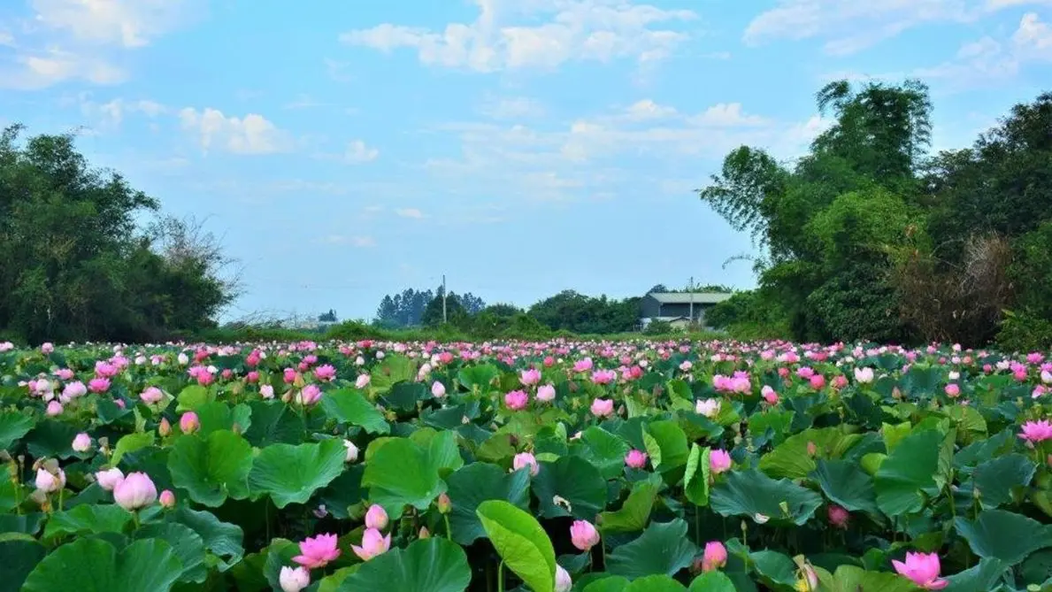 白河蓮花開了!一路逛老街、種蓮花、蓮田幸福用餐 深度體驗讓你玩透透 白河蓮花開了!一路逛老街、種蓮花、蓮田幸福用餐 深度體驗讓你玩透透