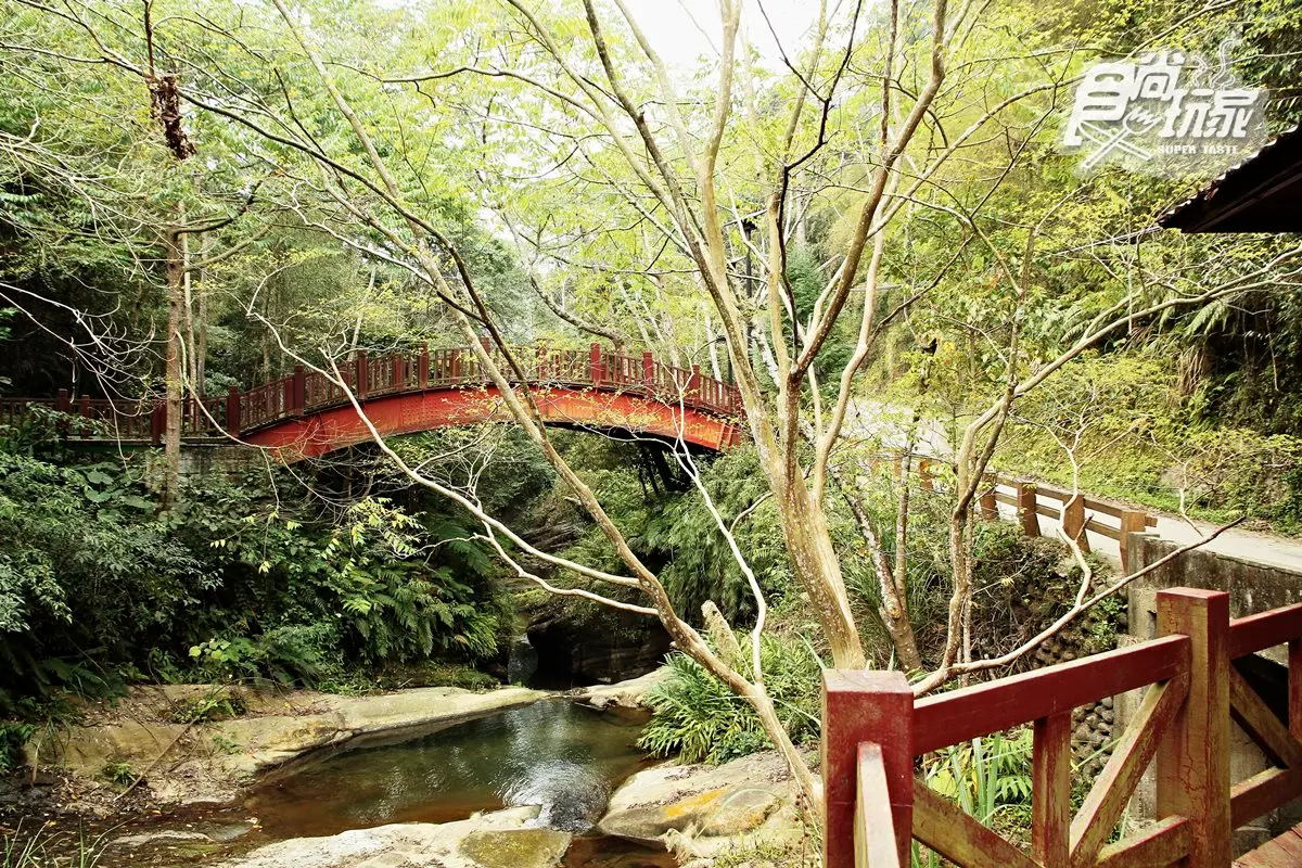 大窩山賞桐追螢2日遊!看魚藤纏巨木百年奇景、走神祕古圳道試膽、嘗「老街三寶」 大窩山賞桐追螢2日遊!看魚藤纏巨木百年奇景、走神祕古圳道試膽、嘗「老街三寶」