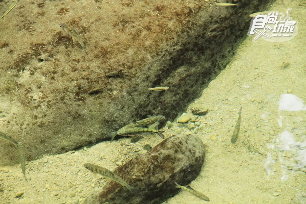 蓬萊溪護魚步道涼感2日遊！賞魚追螢、《賽德克‧巴萊》神仙谷、吃「雜不囉唆」、矮靈祭神祕湖