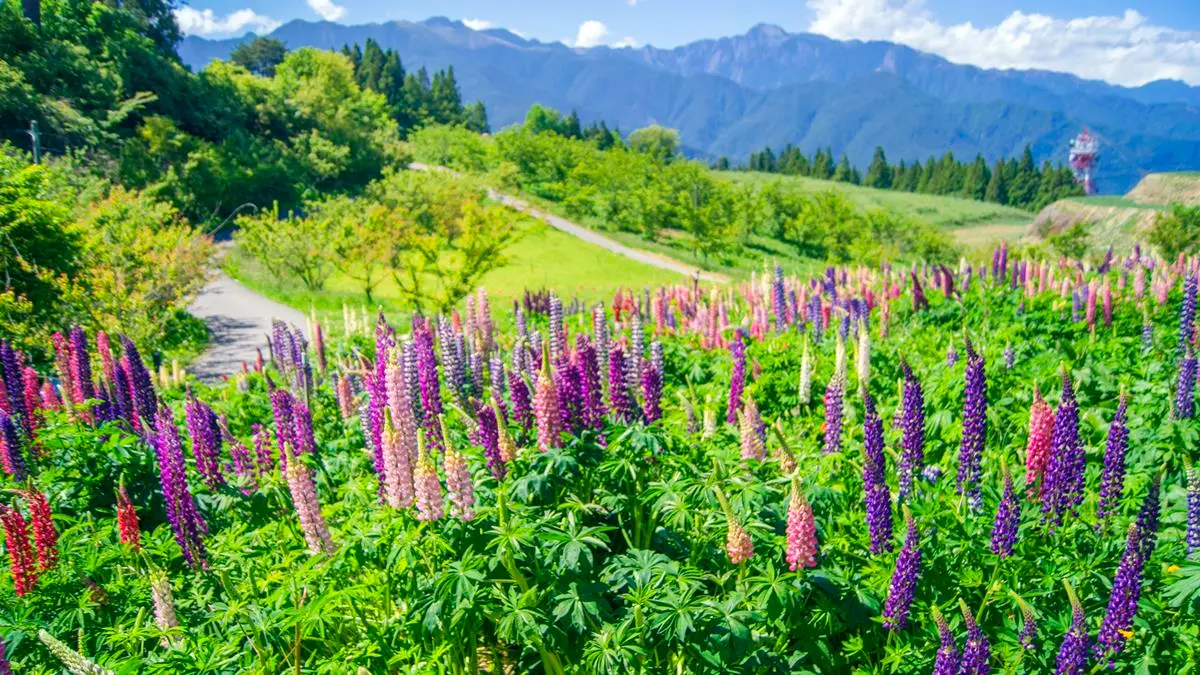 粉紫冰棒花開滿谷！超美「魯冰花」盛開5月底前賞一波！