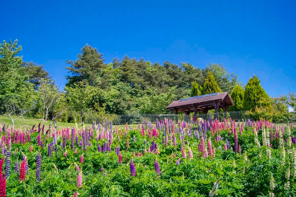 粉紫冰棒花開滿谷！超美「魯冰花」盛開5月底前賞一波！