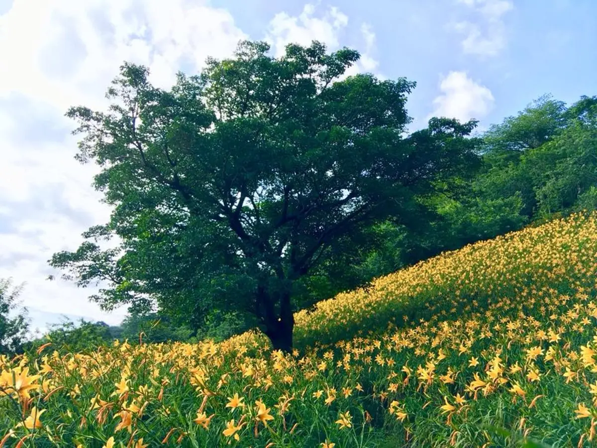 金針花海美景5月大爆發!「黃金花毯」開滿山坡超吸睛 金針花海美景5月大爆發!「黃金花毯」開滿山坡超吸睛