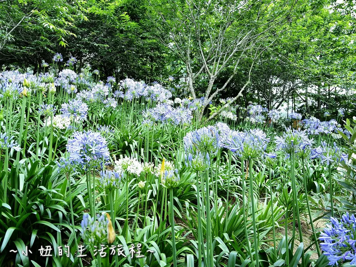 金針花海美景5月大爆發!「黃金花毯」開滿山坡超吸睛 金針花海美景5月大爆發!「黃金花毯」開滿山坡超吸睛