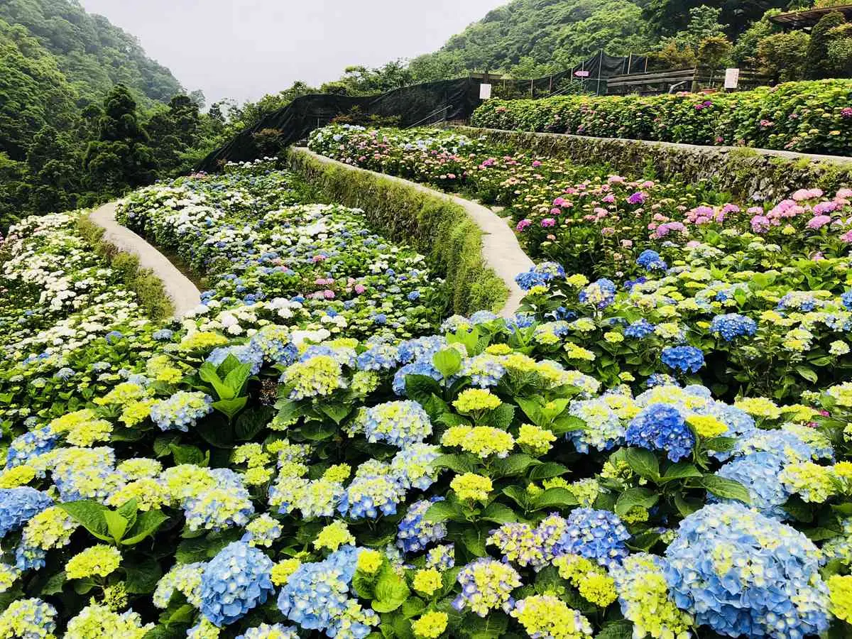 五萬株繡球花毯搶攻手機記憶體 陽明山賞花首選這三間！