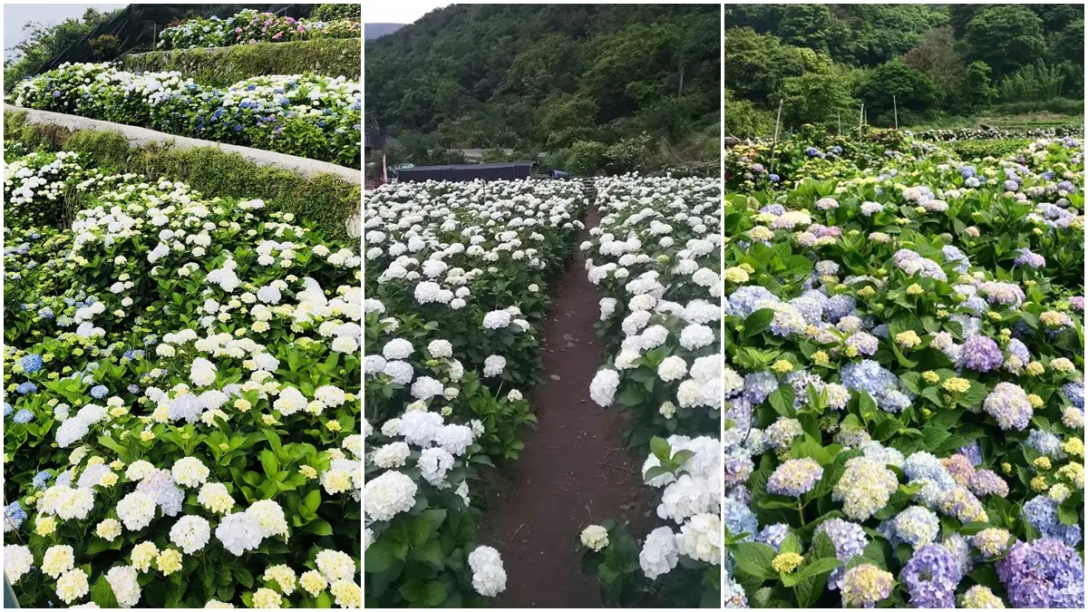 五萬株繡球花毯搶攻手機記憶體 陽明山賞花首選這三間！
