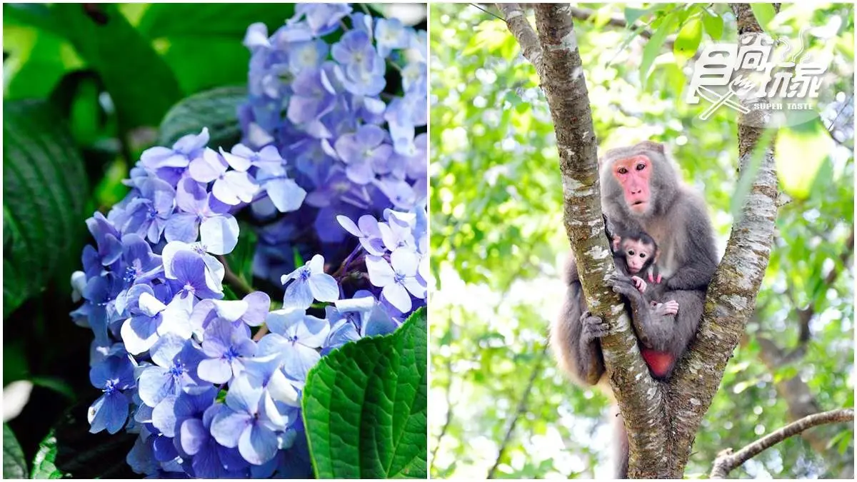 避開人潮!玩宜蘭4私房景點:瀑布SPA、綠洲看火車飛馳、植物園賞繡球花、單車穿梭稻浪 避開人潮!玩宜蘭4私房景點:瀑布SPA、綠洲看火車飛馳、植物園賞繡球花、單車穿梭稻浪