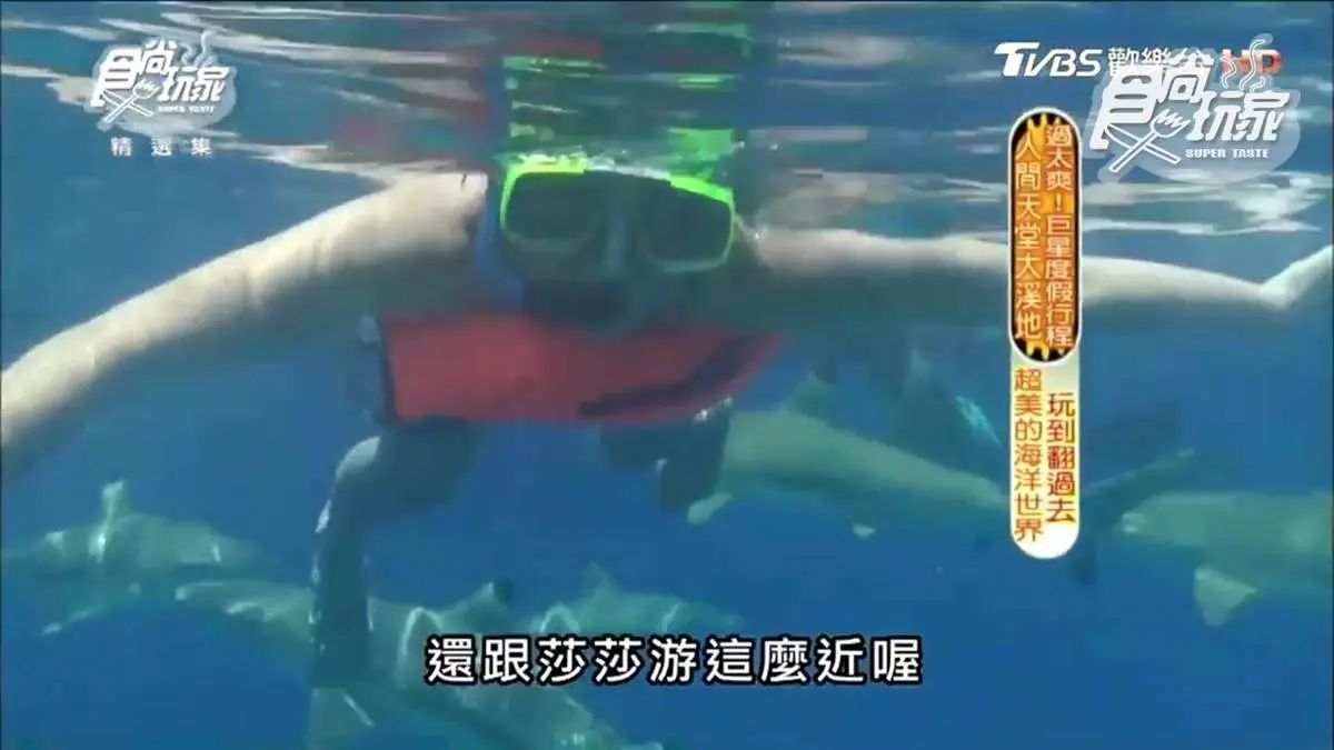 不是吧?魟魚在撒嬌 還可以超近距離看鯊魚! 不是吧?魟魚在撒嬌 還可以超近距離看鯊魚!