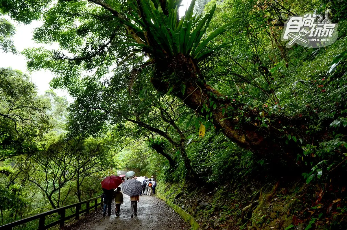 消暑涼方!三峽森林祕境小旅行:賞處女瀑布、吃鳥蛋肉圓、拍日本豪宅 消暑涼方!三峽森林祕境小旅行:賞處女瀑布、吃鳥蛋肉圓、拍日本豪宅