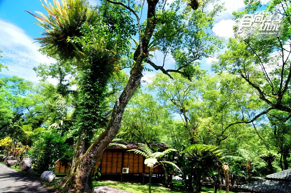 全台最大樟樹林享受森林浴!大理石「白川」戲水,嘗放山雞古早味 全台最大樟樹林享受森林浴!大理石「白川」戲水,嘗放山雞古早味
