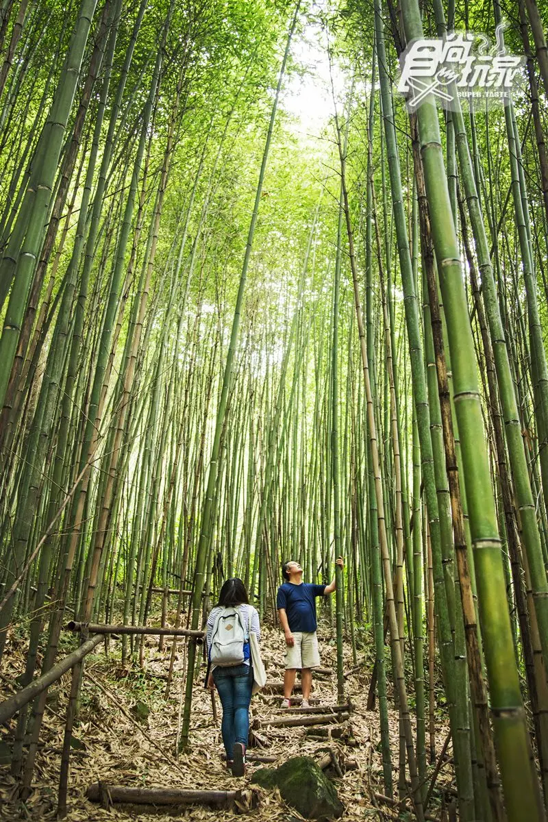 這條私密「親水步道」竟直通內灣老街！70公尺雙層瀑布＋桂竹林＋五色鳥
