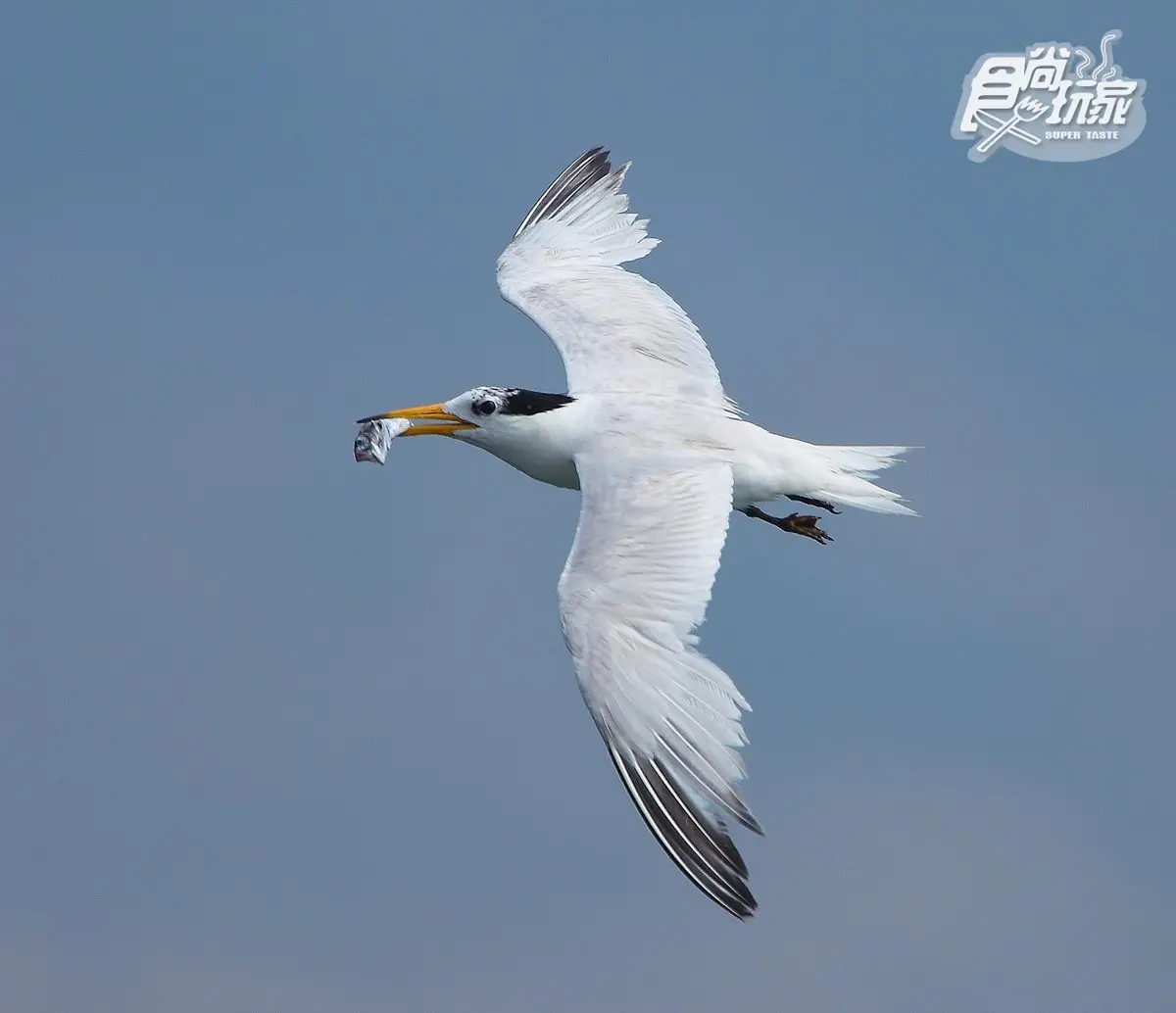 夏天親子小島行程!這裡號稱台灣「地中海」:神話之鳥、手工魚麵、梅花鹿小島、炸黃金餃 夏天親子小島行程!這裡號稱台灣「地中海」:神話之鳥、手工魚麵、梅花鹿小島、炸黃金餃