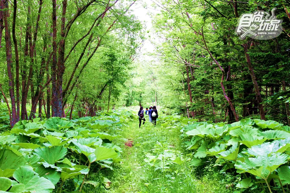 今夏首開放！這個「北海道度假村」好像歐洲森林樂園！→小編帶你看現場7大必玩亮點：超美森林酒吧、日本最大造浪池