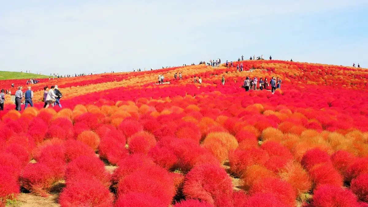 卡哇依捏！圓滾滾「掃帚草花海」3萬棵紅色球海好療癒