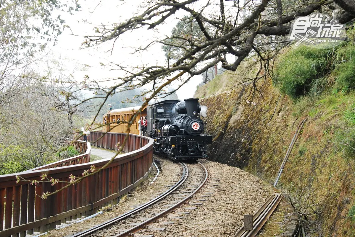 小火車復駛了!一次看遍「阿里山森鐵」亮點:千年光武檜神木、樹靈塔傳說、觀日原始步道 小火車復駛了!一次看遍「阿里山森鐵」亮點:千年光武檜神木、樹靈塔傳說、觀日原始步道