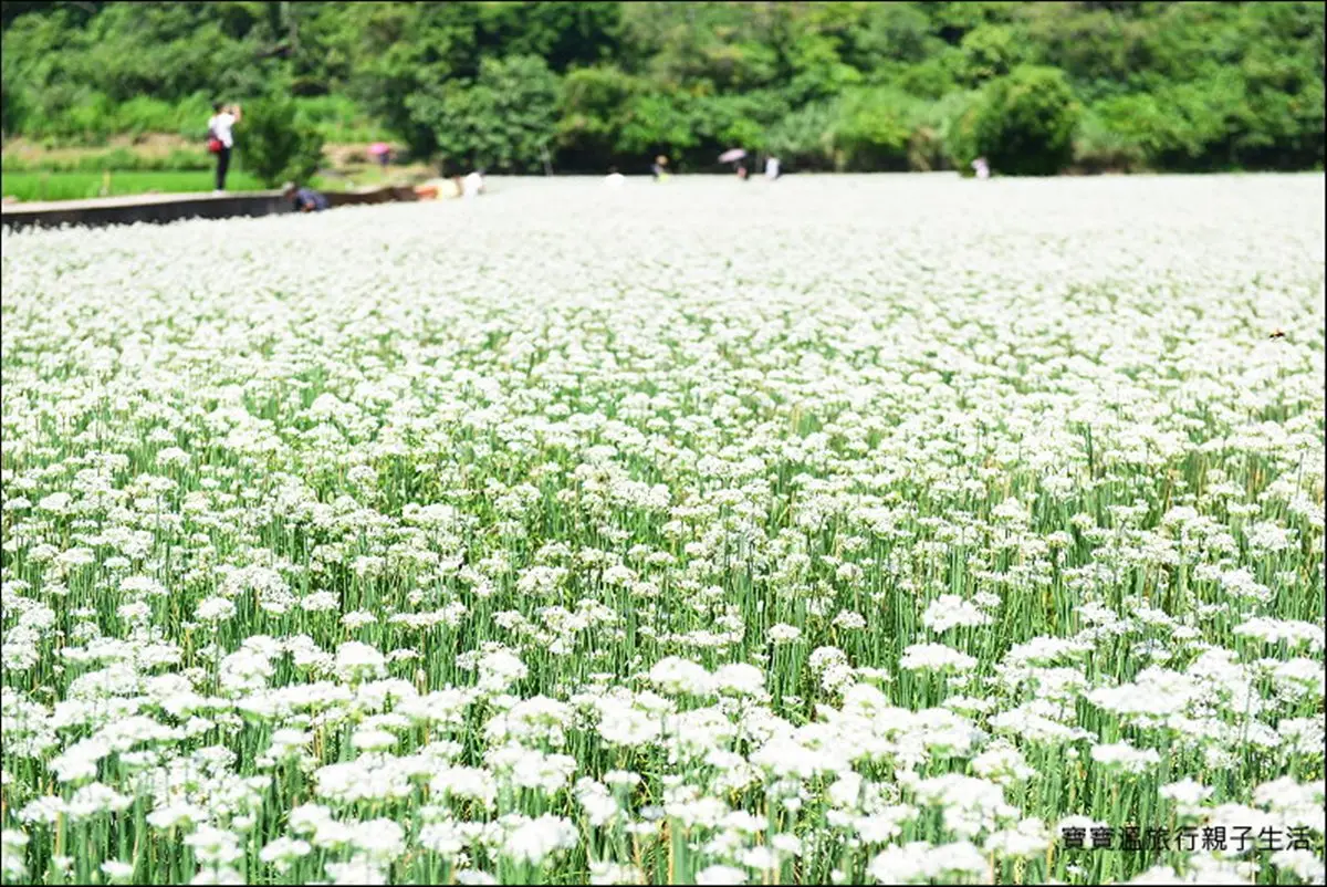 「九月雪」韭菜花大爆發！「大溪」這3處花海最好拍