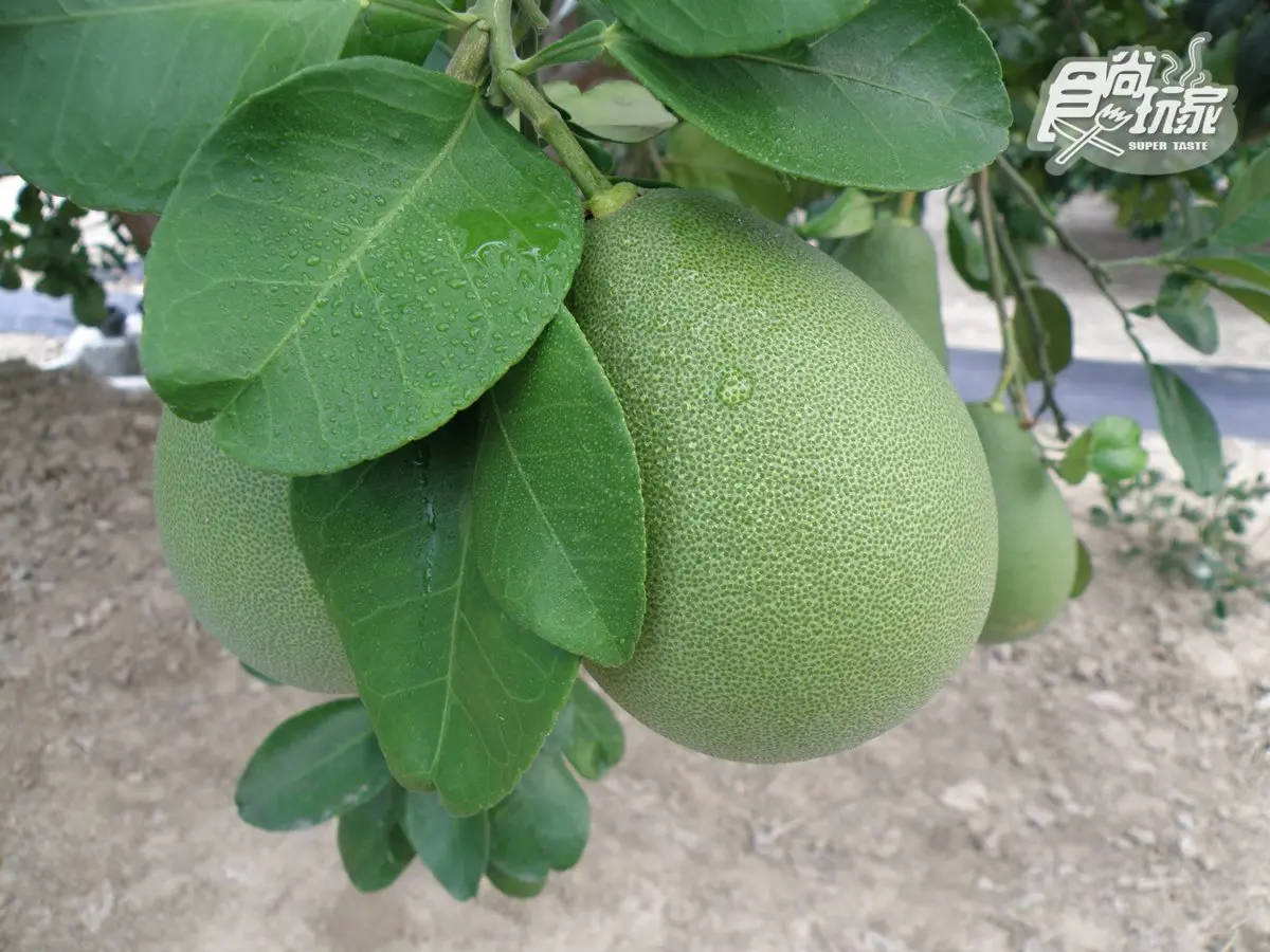 【這裡好有哏】原來日皇室「御用文旦」產在這！內行挑這size最好吃