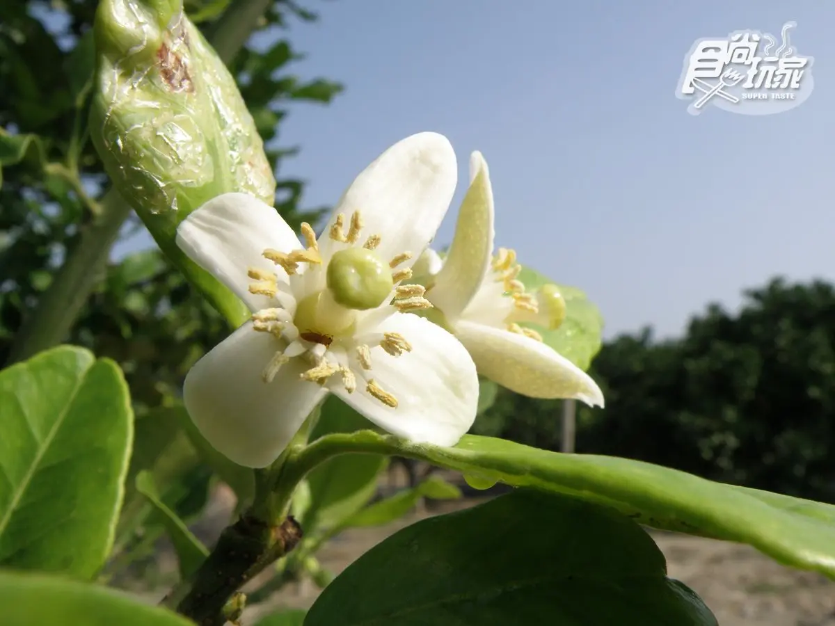 【這裡好有哏】原來日皇室「御用文旦」產在這！內行挑這size最好吃