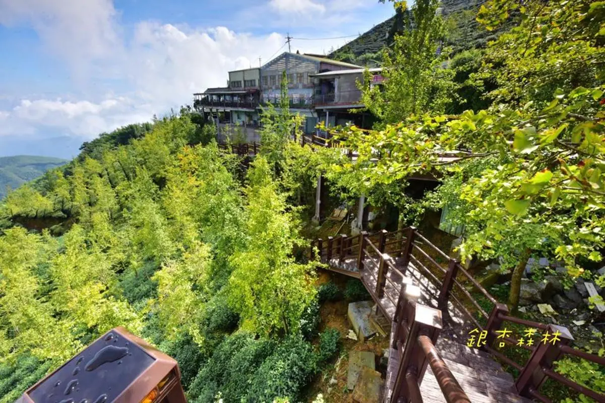 秋天必拍美景!全台最大銀杏森林+順遊5亮點:竹林雙瀑、網友激推甕缸雞 秋天必拍美景!全台最大銀杏森林+順遊5亮點:竹林雙瀑、網友激推甕缸雞