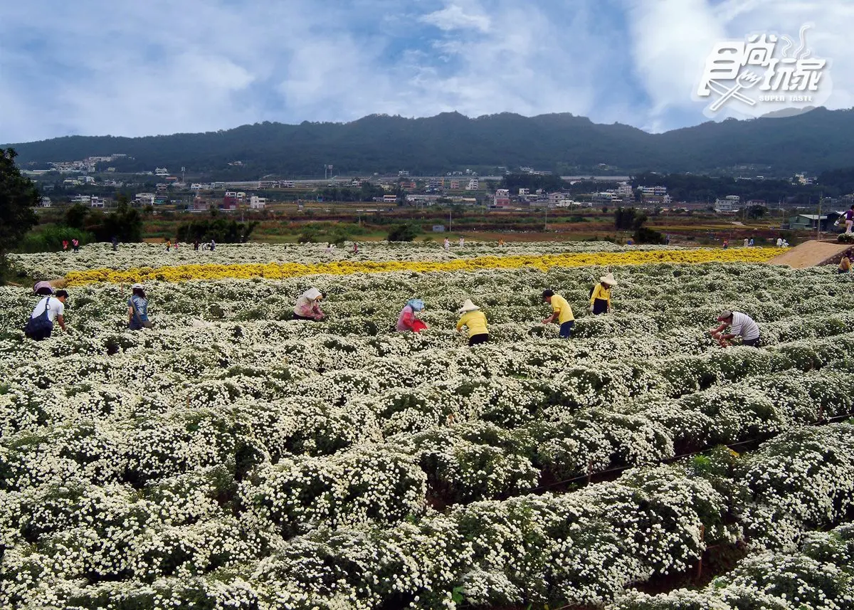 11月衝一波!苗栗賞「杭菊」花海+順遊6亮點:吊橋遠眺海景、吃杭菊餐 11月衝一波!苗栗賞「杭菊」花海+順遊6亮點:吊橋遠眺海景、吃杭菊餐