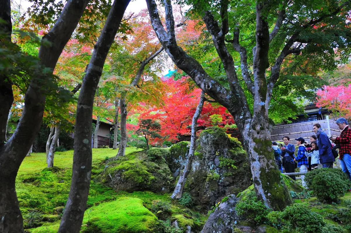 旅日達人提案!東京最佳賞楓路線→第2站紅葉環繞中泡湯,卓別林也來過 旅日達人提案!東京最佳賞楓路線→第2站紅葉環繞中泡湯,卓別林也來過