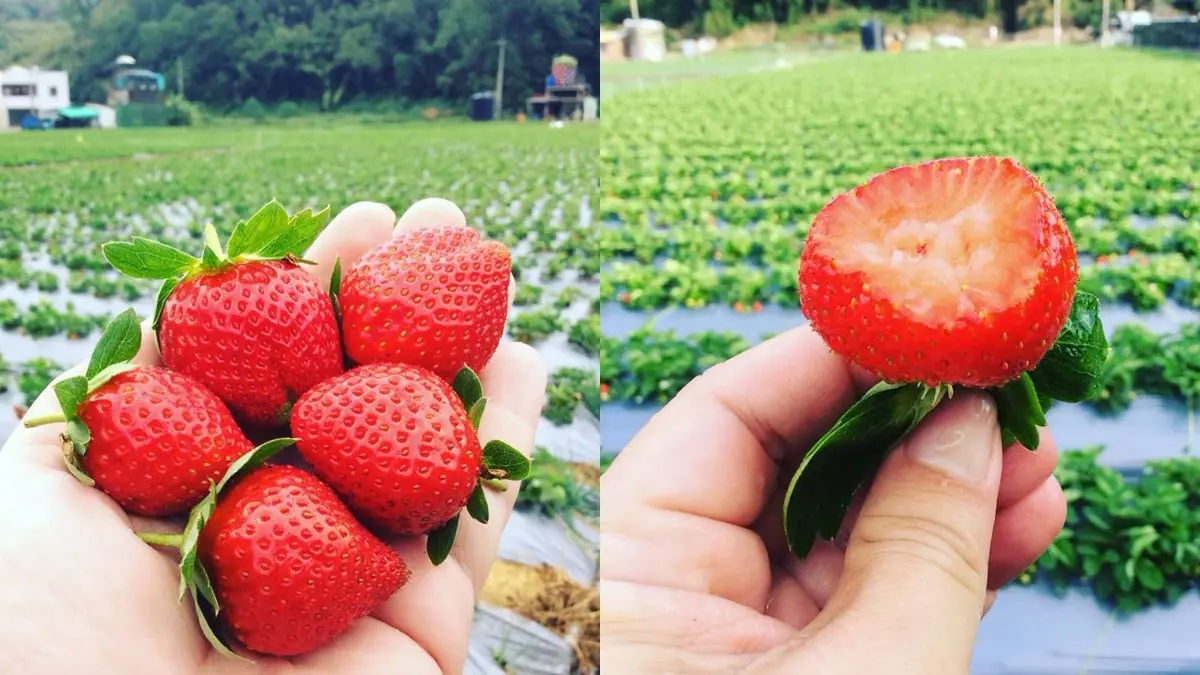 網友揪團搶!限量開賣「好市多大湖草莓」比前兩年更便宜 網友揪團搶!限量開賣「好市多大湖草莓」比前兩年更便宜