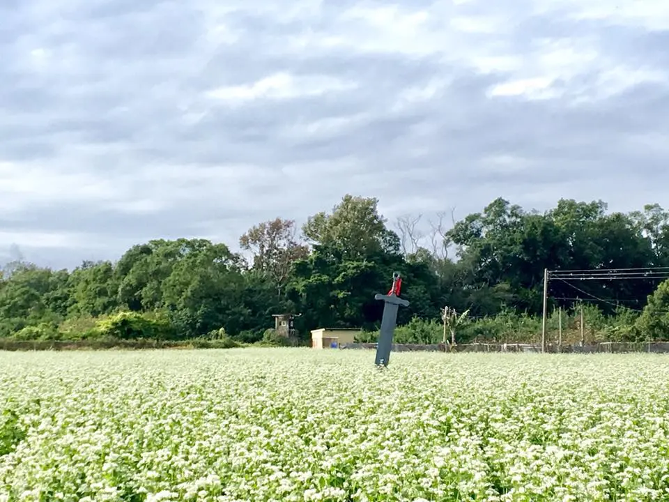 逛到腿斷!50公頃「新社花海」12/1開園,必拍韓劇場景「蕎麥花田」 逛到腿斷!50公頃「新社花海」12/1開園,必拍韓劇場景「蕎麥花田」