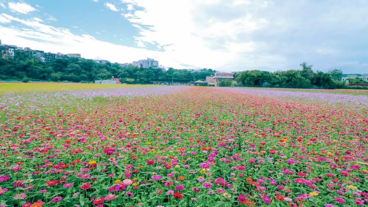 IG最愛!全台6大冬季美拍花海:關渡波斯菊、楊梅粉紫仙草、新社蕎麥花 IG最愛!全台6大冬季美拍花海:關渡波斯菊、楊梅粉紫仙草、新社蕎麥花