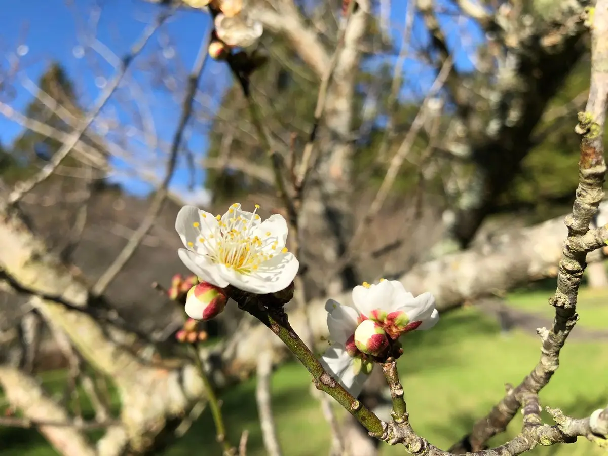 一路美到3月底!全台賞花20熱點:台版「富良野」、台灣鬱金香故鄉、金橘花海瀑布 一路美到3月底!全台賞花20熱點:台版「富良野」、台灣鬱金香故鄉、金橘花海瀑布