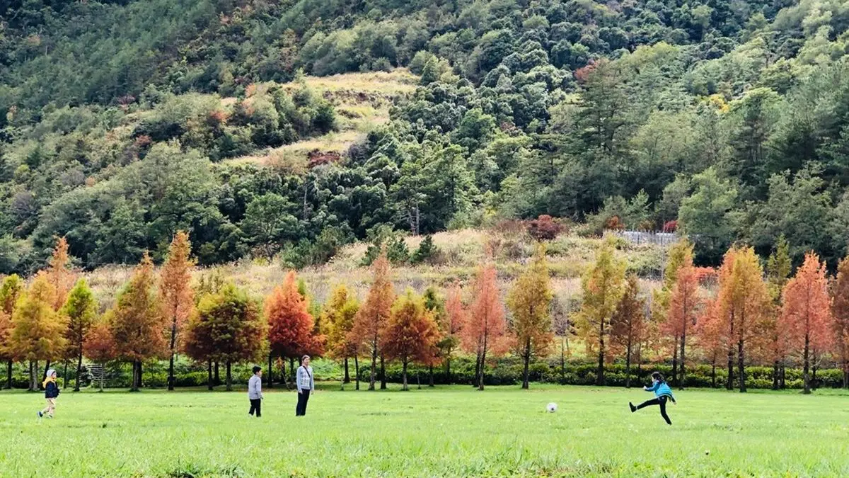 武陵農場冬季好美!賞落羽松、銀杏美景趁現在 武陵農場冬季好美!賞落羽松、銀杏美景趁現在