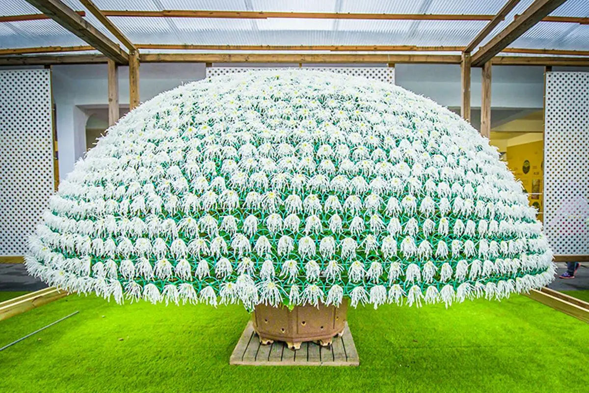 IG最愛!全台6大冬季美拍花海:關渡波斯菊、楊梅粉紫仙草、新社蕎麥花 IG最愛!全台6大冬季美拍花海:關渡波斯菊、楊梅粉紫仙草、新社蕎麥花
